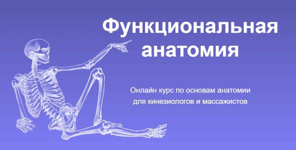  анатомия..png