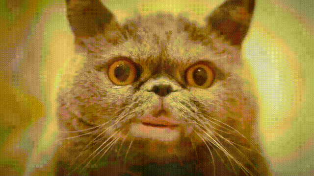giphy (4).gif