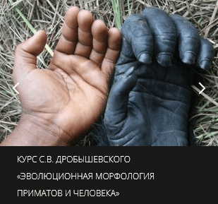  С.В. Дробышевского Эволюционная морфология приматов и человека - Центр Архэ.png